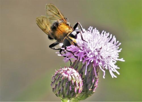 Réf. 263 851 : Criorhina berberina
